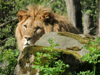 Lion relaxing on farm