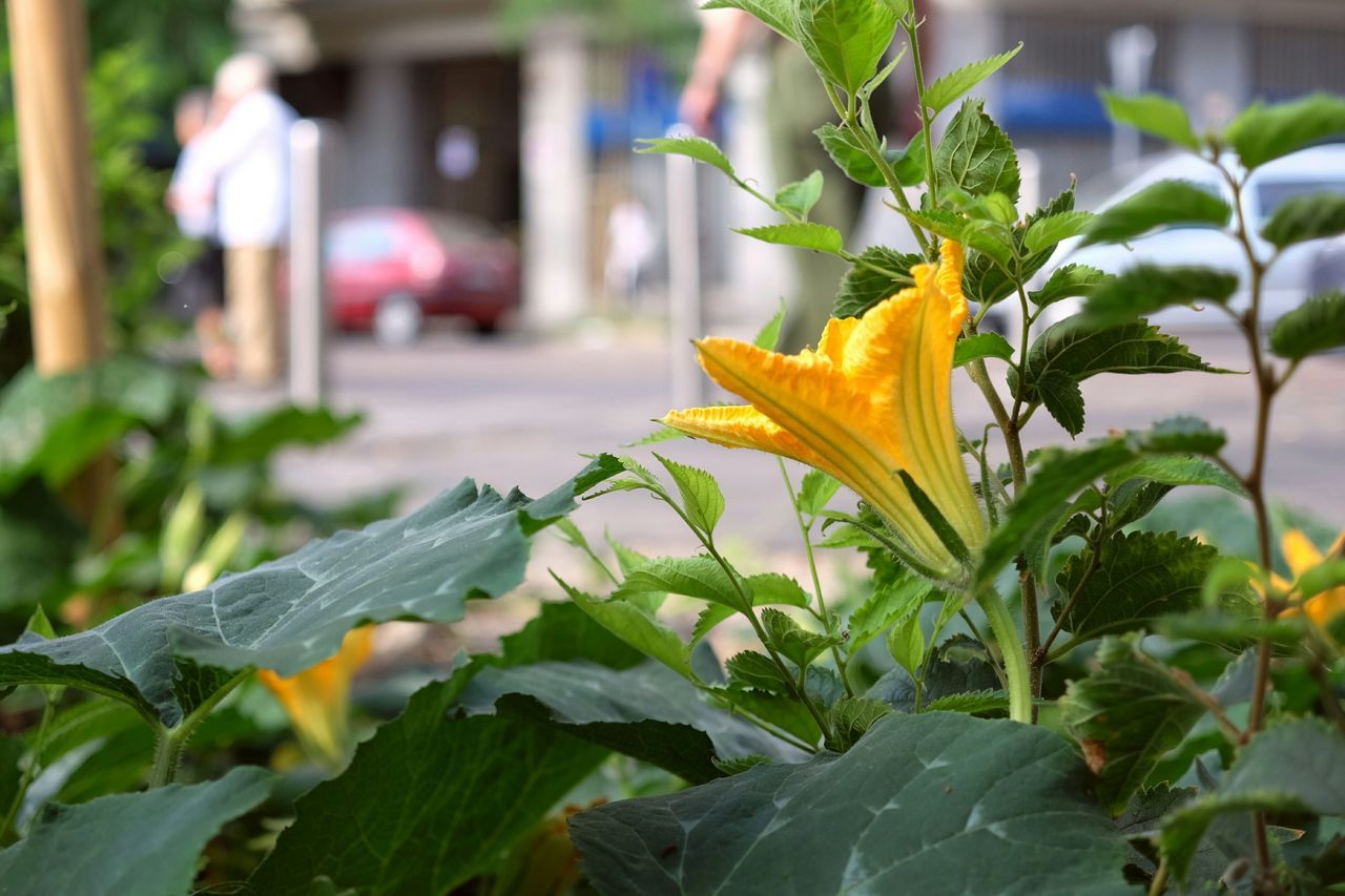 flower, petal, focus on foreground, leaf, freshness, yellow, plant, growth, fragility, flower head, close-up, beauty in nature, blooming, nature, front or back yard, day, green color, outdoors, selective focus, no people