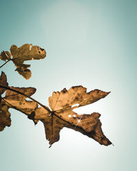 Low angle view of dried leaves against clear sky