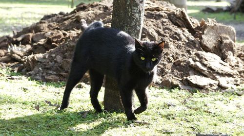 Portrait of horse on rock