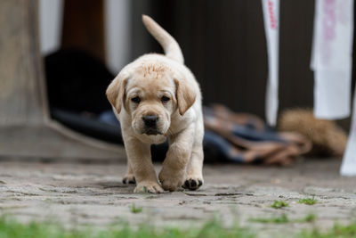 Yellow lab walking to camera