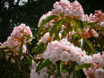 Close-up of flowers blooming outdoors