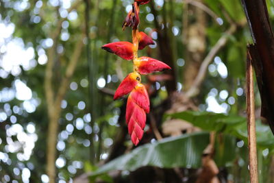 Low angle view of red flowering plant