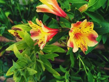 Close-up of yellow flowers blooming outdoors