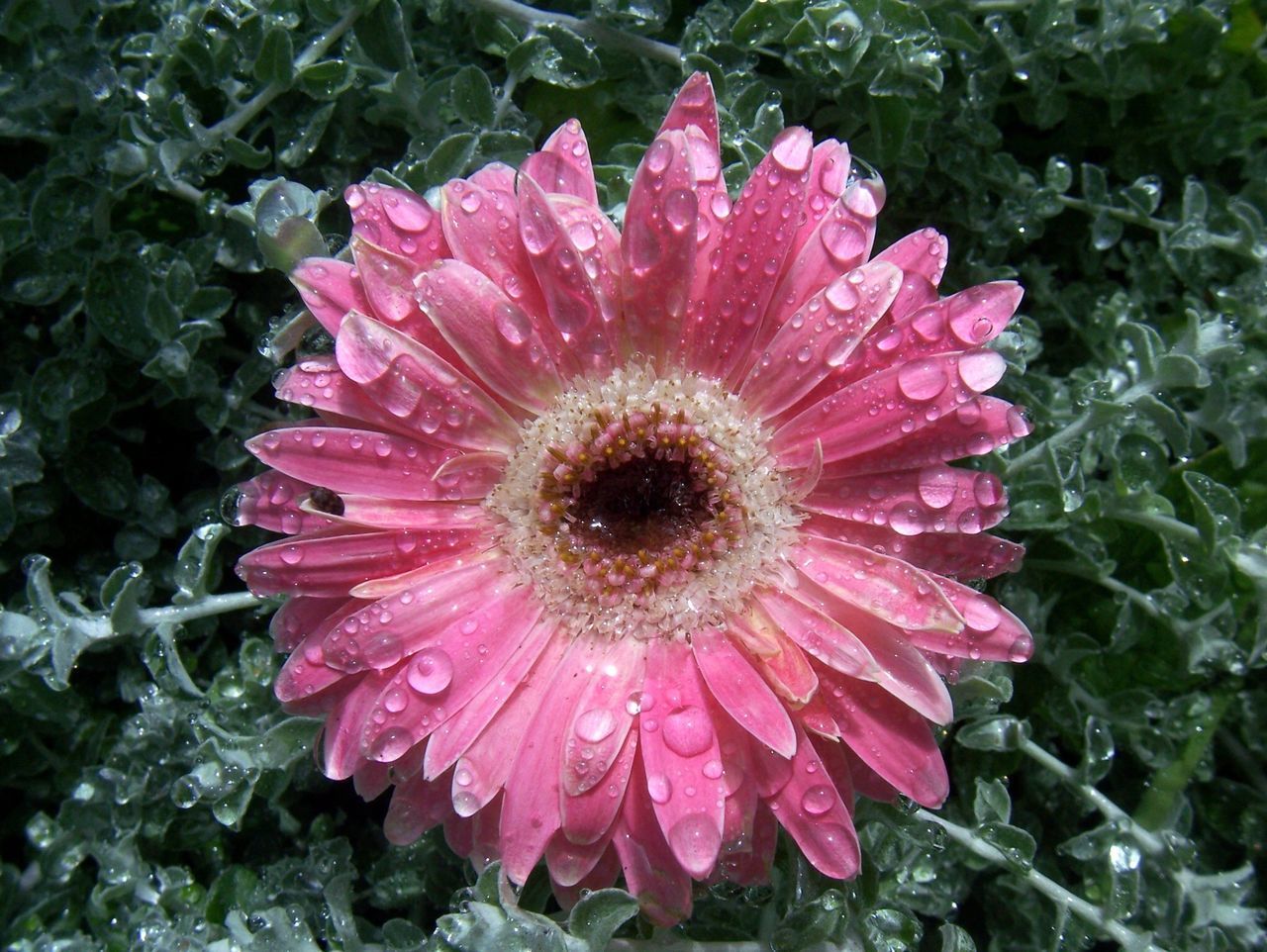 CLOSE-UP OF PINK ROSE