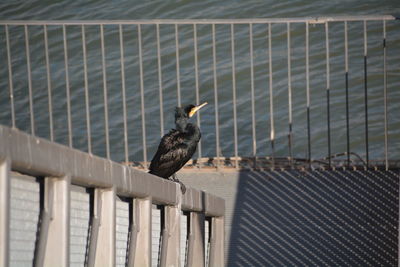 Bird perching on wall