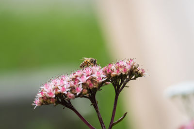 Close-up of purple flowering plant