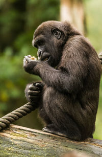 View of gorilla eating