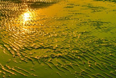 Full frame shot of wet leaf floating on water