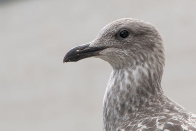 Close-up of seagull