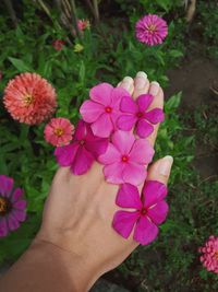 Close-up of hand holding purple flowering plant