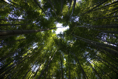 Low angle view of bamboo trees in forest