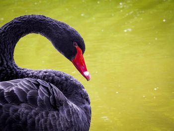 Close-up of swan swimming in lake