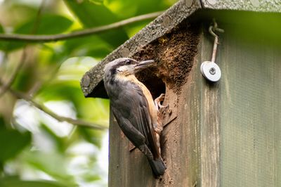 Close-up of bird perching on branch