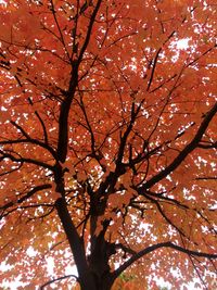 Low angle view of maple tree against sky