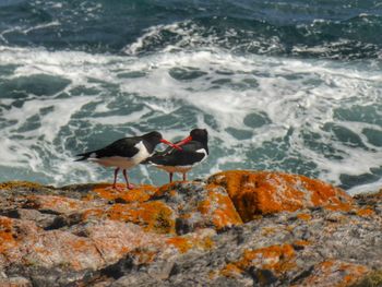 Side view of birds on rock