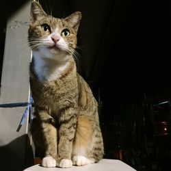 Portrait of cat looking away at home