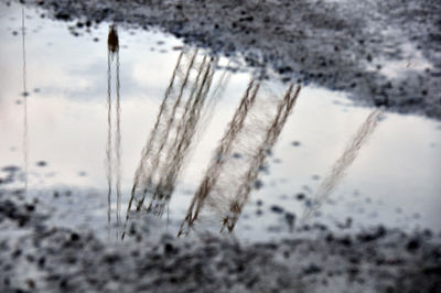 Close-up of water drops on stem