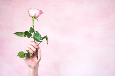 Close-up of hand holding pink rose