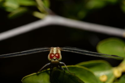 Close-up of insect on plant