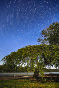 Trees against clear sky at night