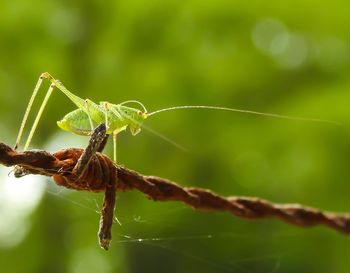 Close-up of insect