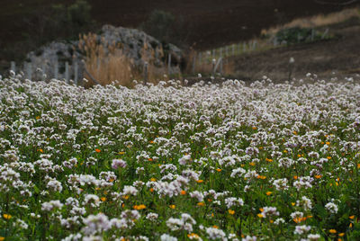 Close-up of flowers growing in field