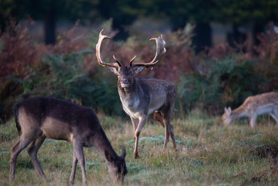 Deer standing in a field