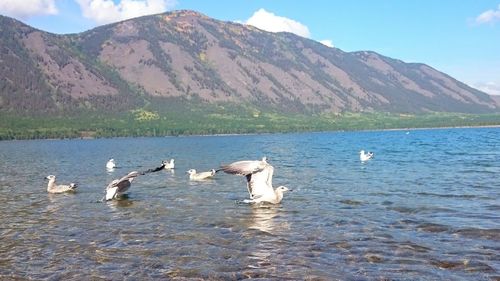 Flock of swans in lake