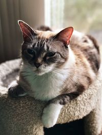 Close-up portrait of cat sitting at home