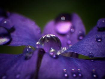 Close-up of water drops on purple flower