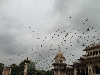 Low angle view of birds flying against sky