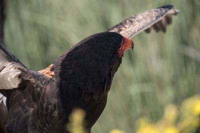 Close-up of bird