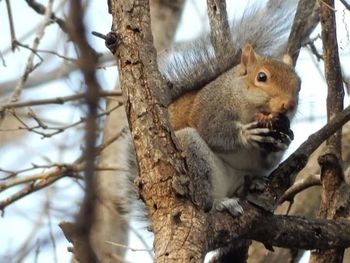 Low angle view of squirrel on tree trunk