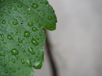 Close-up of raindrops on leaves