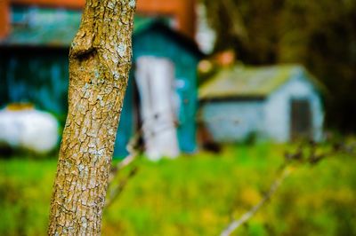 Close-up of tree trunk