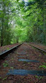 Railroad track amidst trees