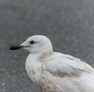 Close-up of bird