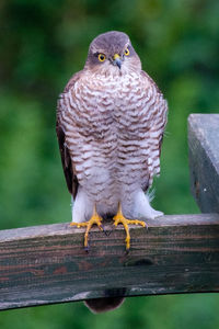 Close-up of sparrowhawk perching on wooden post