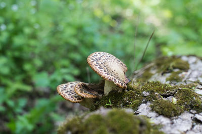 Close-up of mushrooms growing on wood in forest