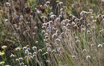 Close-up of white flowers blooming in field