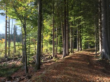 View of trees in forest