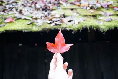 Close-up of hand holding maple leaves