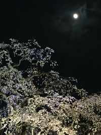 Low angle view of illuminated tree against sky at night