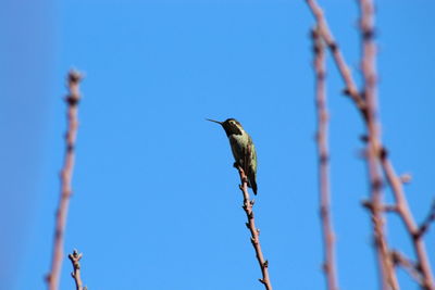 Low angle view of bird perching on branch against blue sky