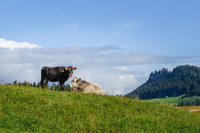 Cows in a field