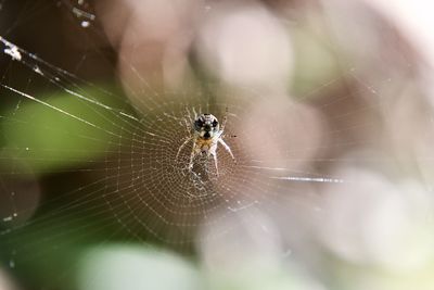 Close-up of spider on web