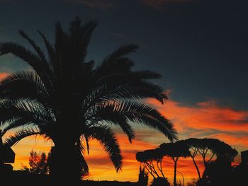 Silhouette of palm trees at sunset