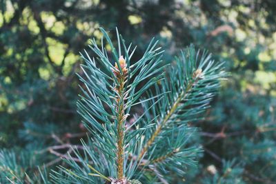 Close-up of pine tree