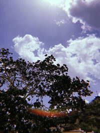 Low angle view of flowering tree against sky